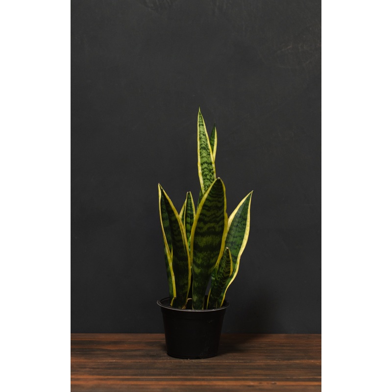Sansevieria Snake Plant – Laurentii