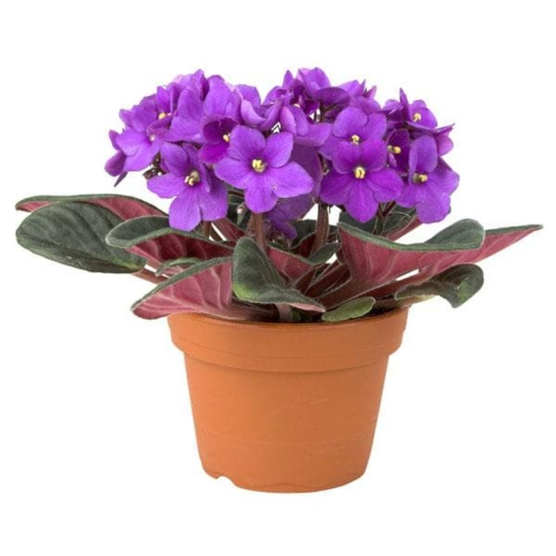 African Violets (Purple) – Plant