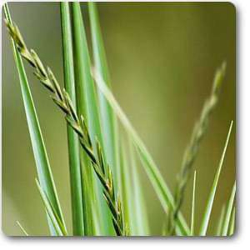 Agropyron repens – Plant