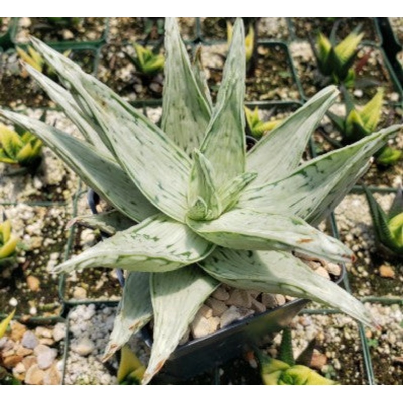 Aloe Snow Drift 4 terracotta