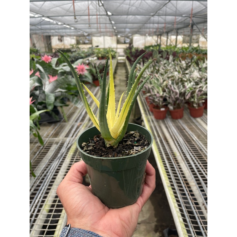 Aloe Solar Flare Succulent 4 Clear Pot
