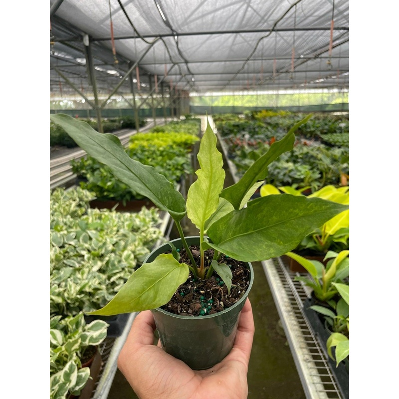 Anthurium Hookeri Variegated|4″ Pot