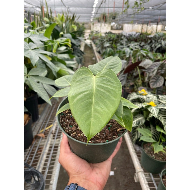 Anthurium ‘Veitchii’|4″ Pot|6″ Pot