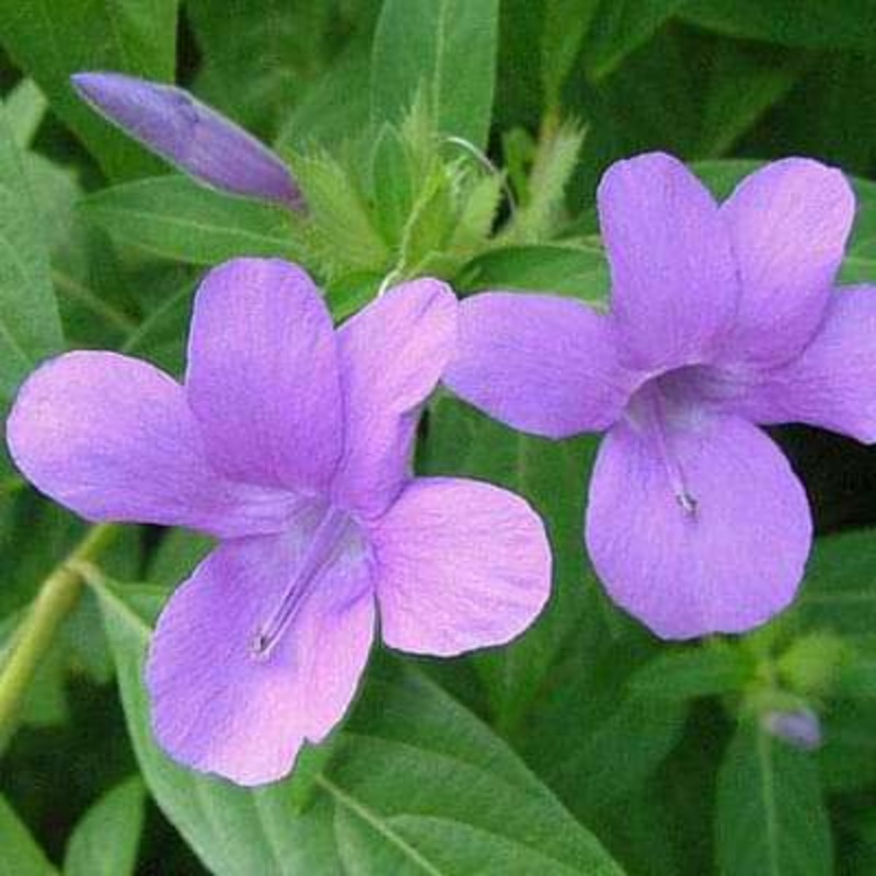 Barleria cristata, Nil Jhinti – Plant