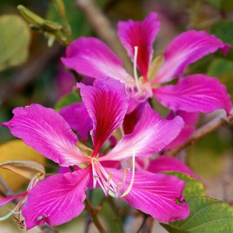 Bauhinia orchid lily (Pink) – Plant