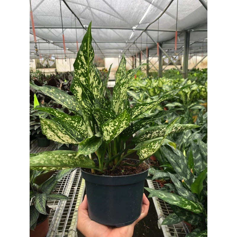 Chinese Evergreen ‘First Diamond’ Plant 4