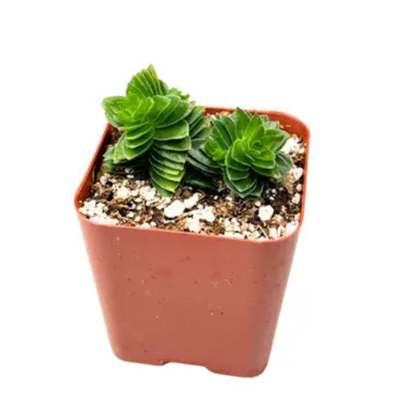 Crassula Buddha’s Temple – 2