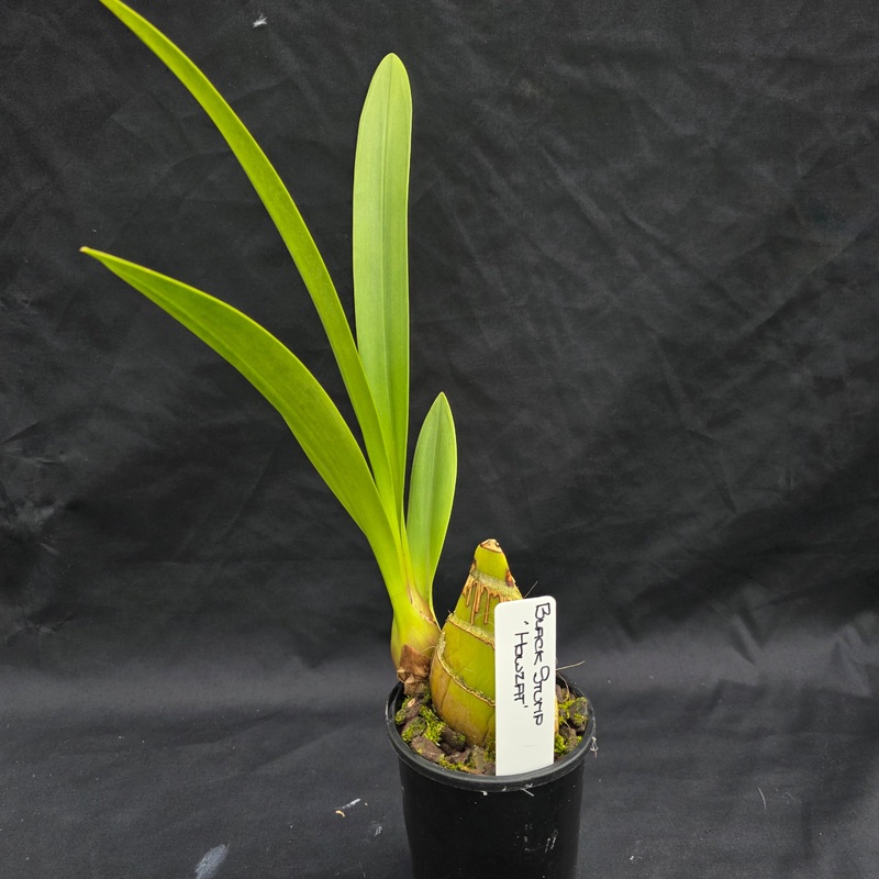 Cymbidium Black Stump ‘Howzat’ – One Off Special
