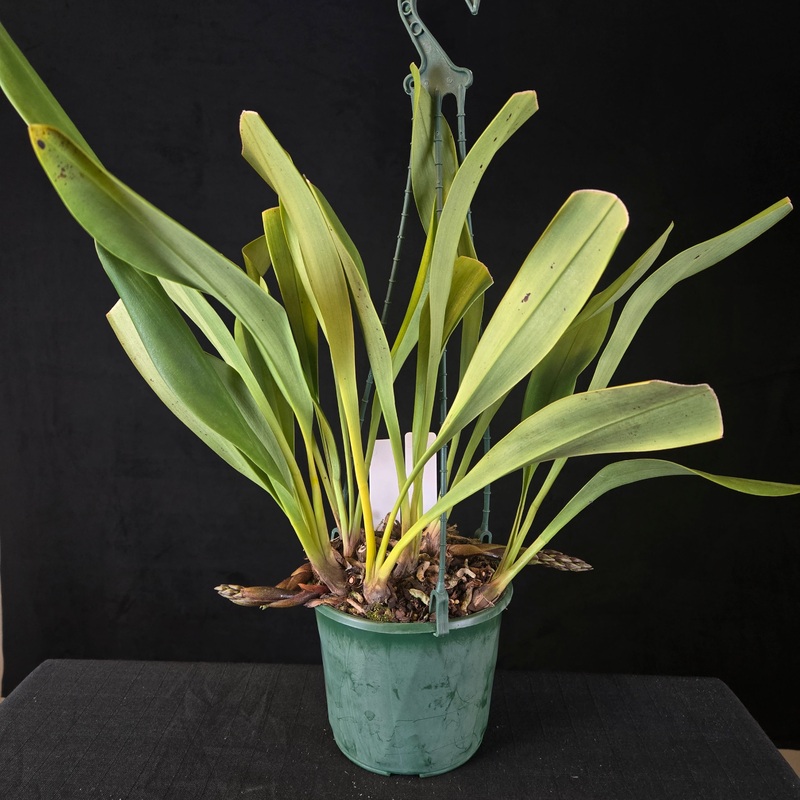 Cymbidium devonianum|130mm Pot