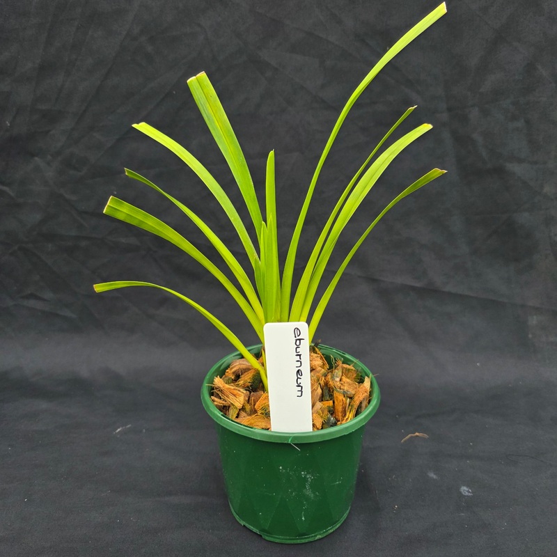 Cymbidium eburneum|130mm Pot