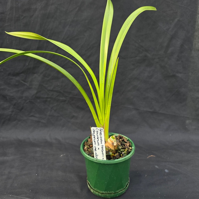 Cymbidium Faridah Hashim x Normanby (lowianum x dayanum var. alba) – One Off Special