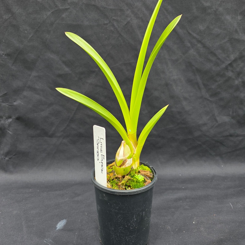 Cymbidium Helen Bannerman (Syn Little Black Sambo) – One Off Special