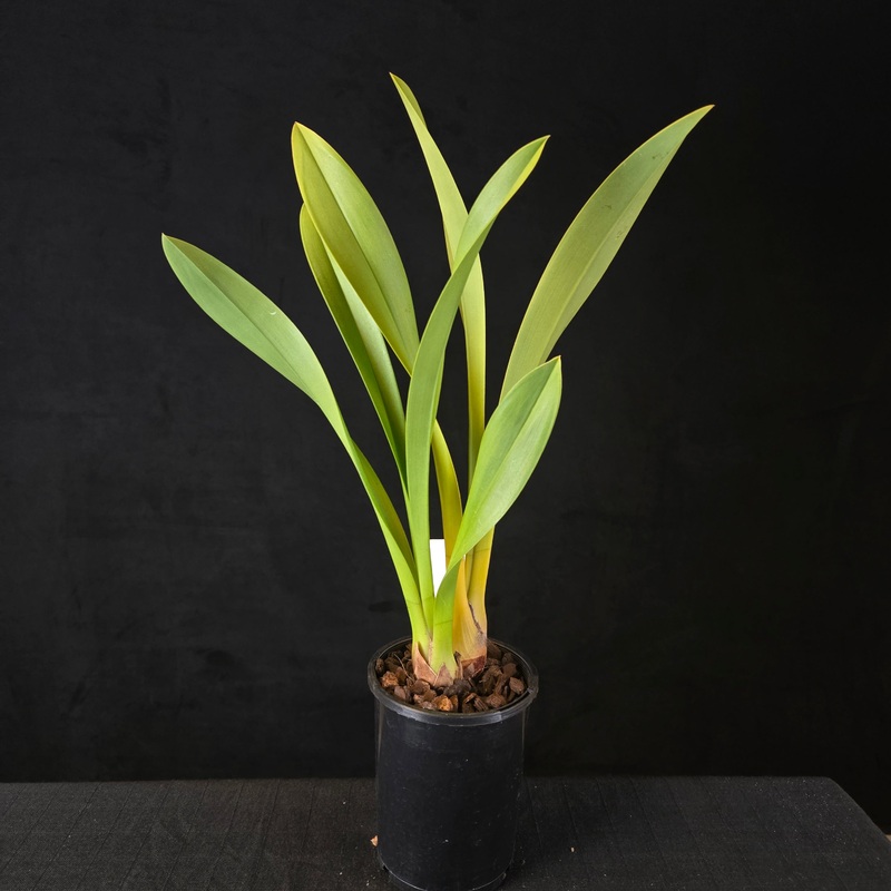 Cymbidium Pied Piper  Rare Primary Hybrid