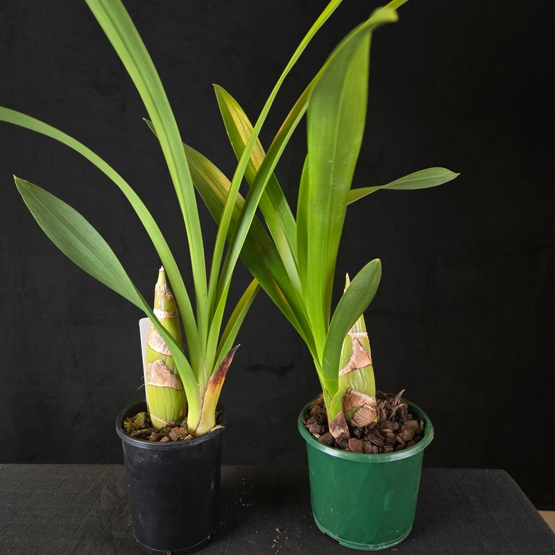 Cymbidium Tennis ‘Balls’  Original Dean Roesler Plant (Very Rare)