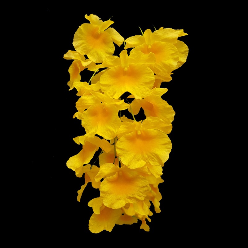 Dendrobium lindleyi|50mm Pot