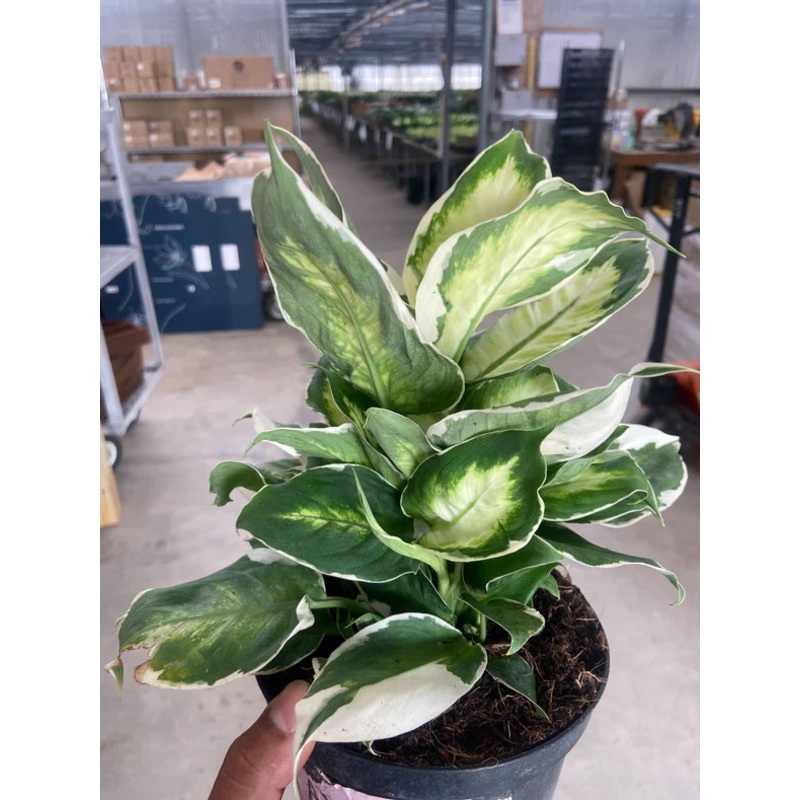 Dieffenbachia ‘Cool Beauty’ 6