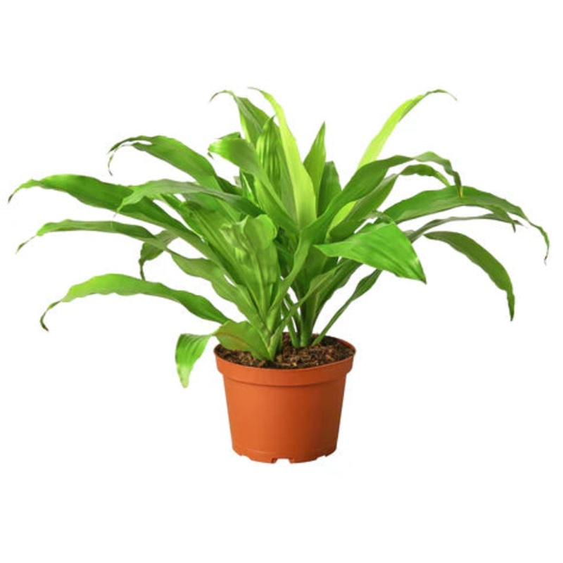 Dracaena ‘Lime Light’ 6