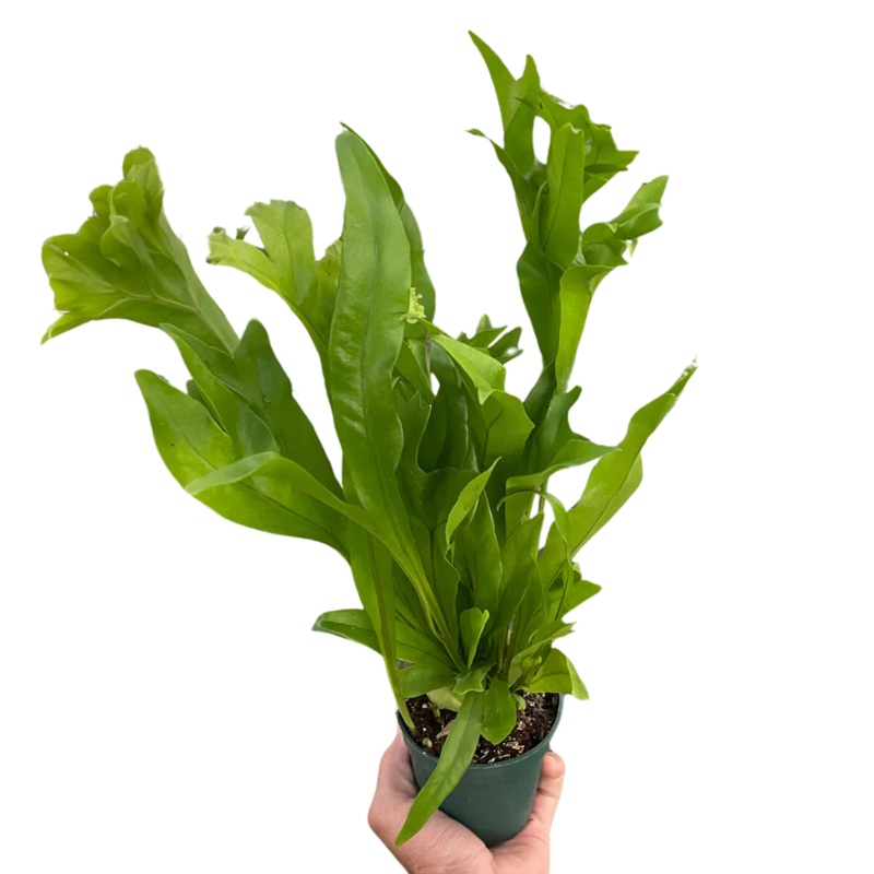 Fern ‘Green Flame