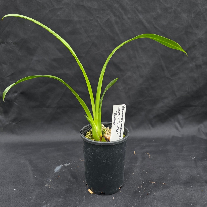 Grammatocymbidium Lovely Melody ‘Sweet’