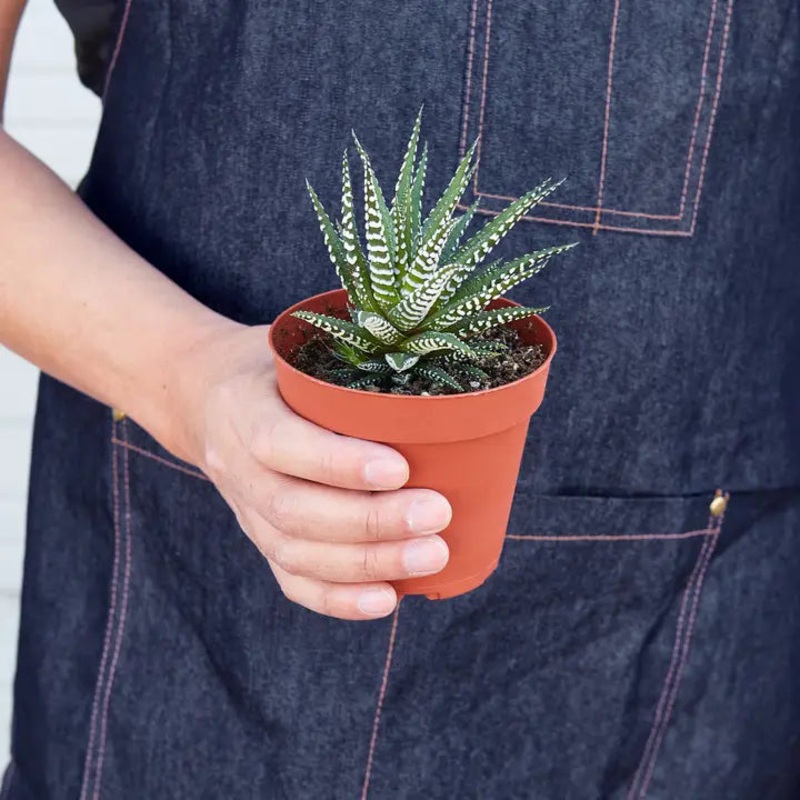 Haworthia Zebra Succulent 3