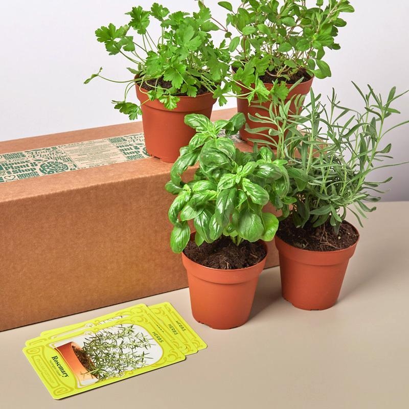 Herb Bundle – 4 Pack|4″