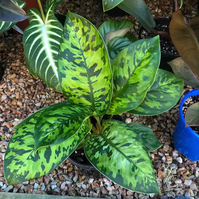 Homalomena Camouflage 4
