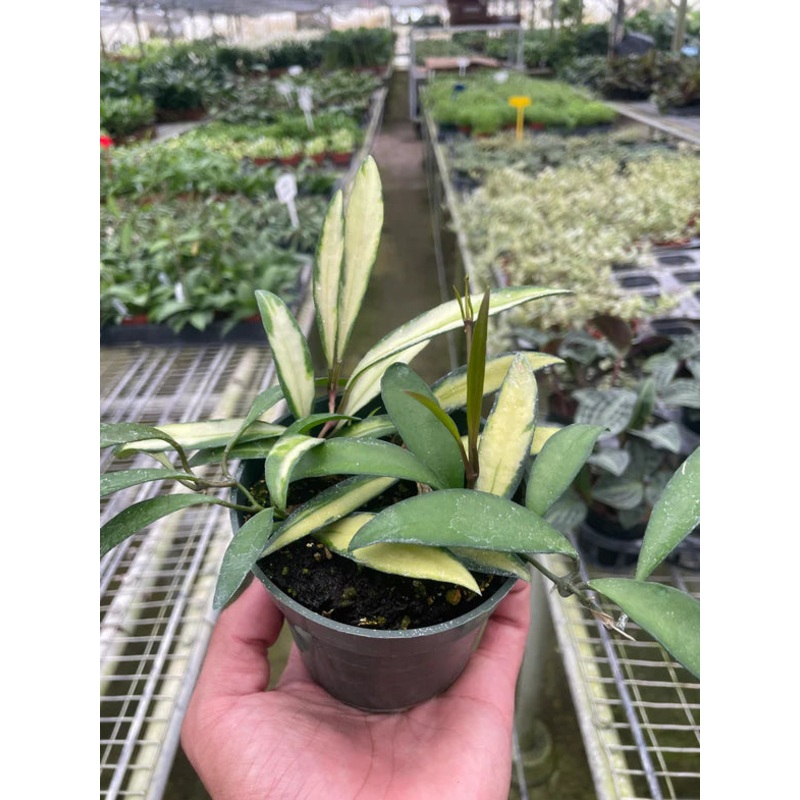 Hoya Wayetii Variegated 4