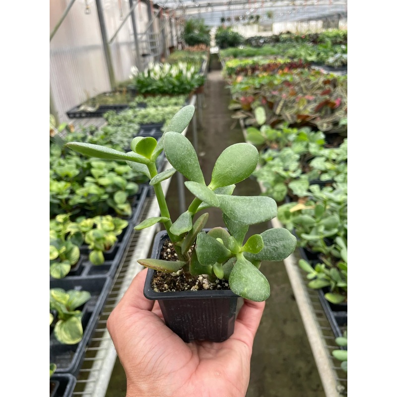 Jade Succulent 3