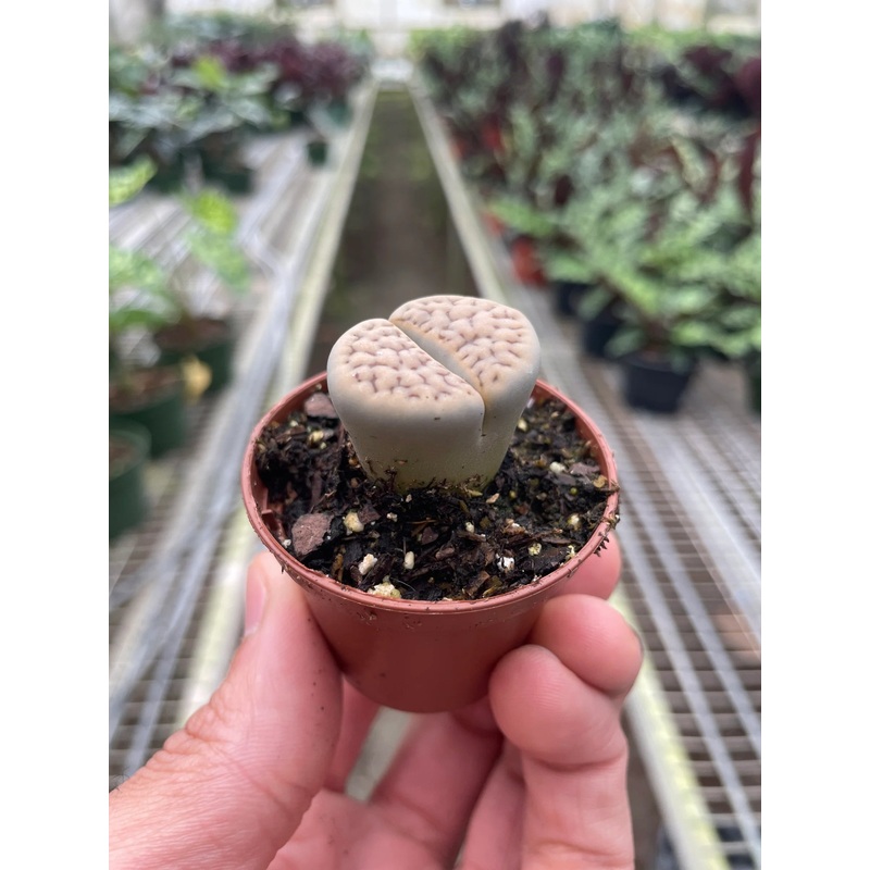 Lithops- Living stone 2