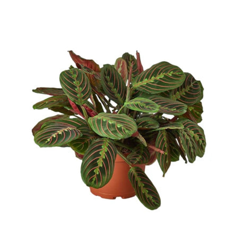 Maranta Red Prayer 6