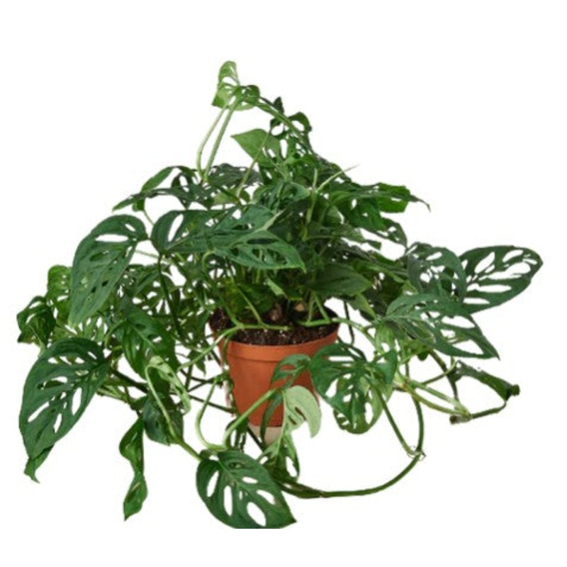 Monstera Adansonii ‘Swiss Cheese’