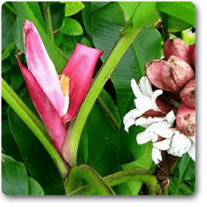 Musa Velutina, Red Banana – Plant