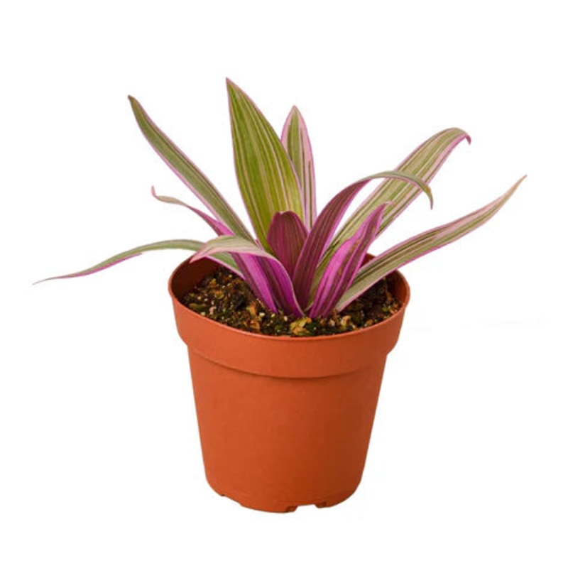 Oyster Plant ‘Moses in the Cradle’ 4