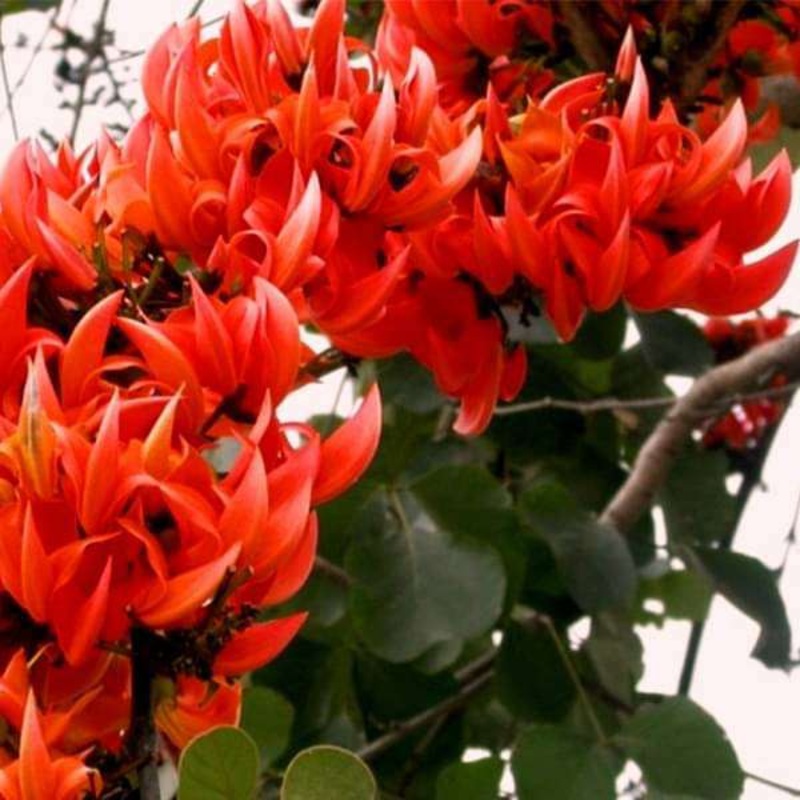 Palash, Tree of Poorvaphalguni Nakshatra, Leo or Singh Rashi – Plant