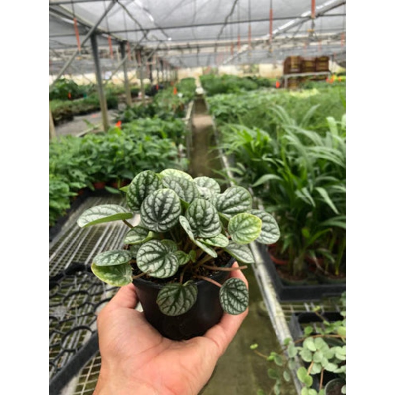 Peperomia Burbella 4