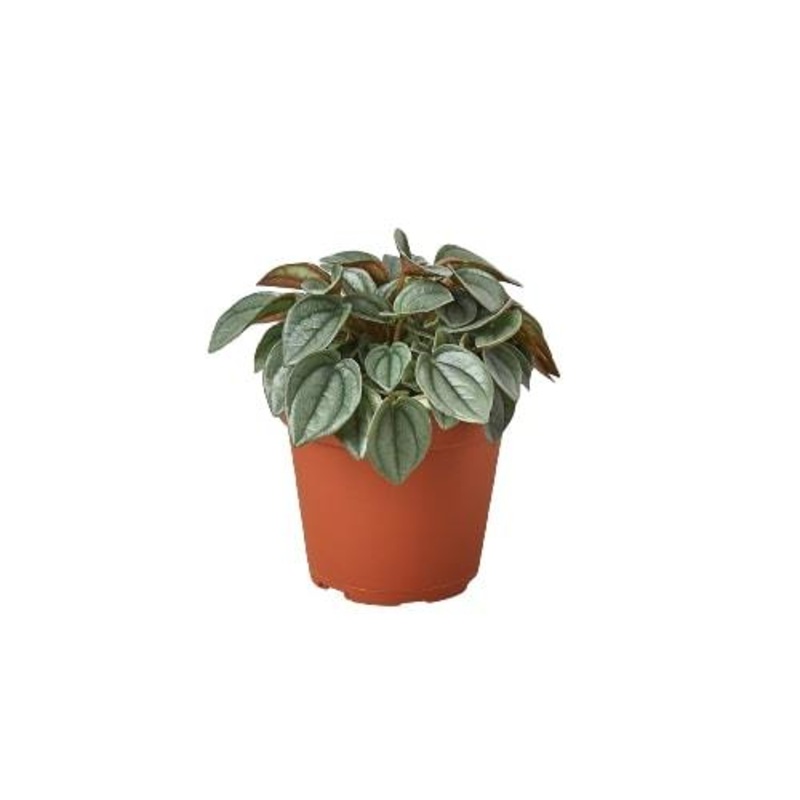 Peperomia ‘Napoli Nights’ – 4