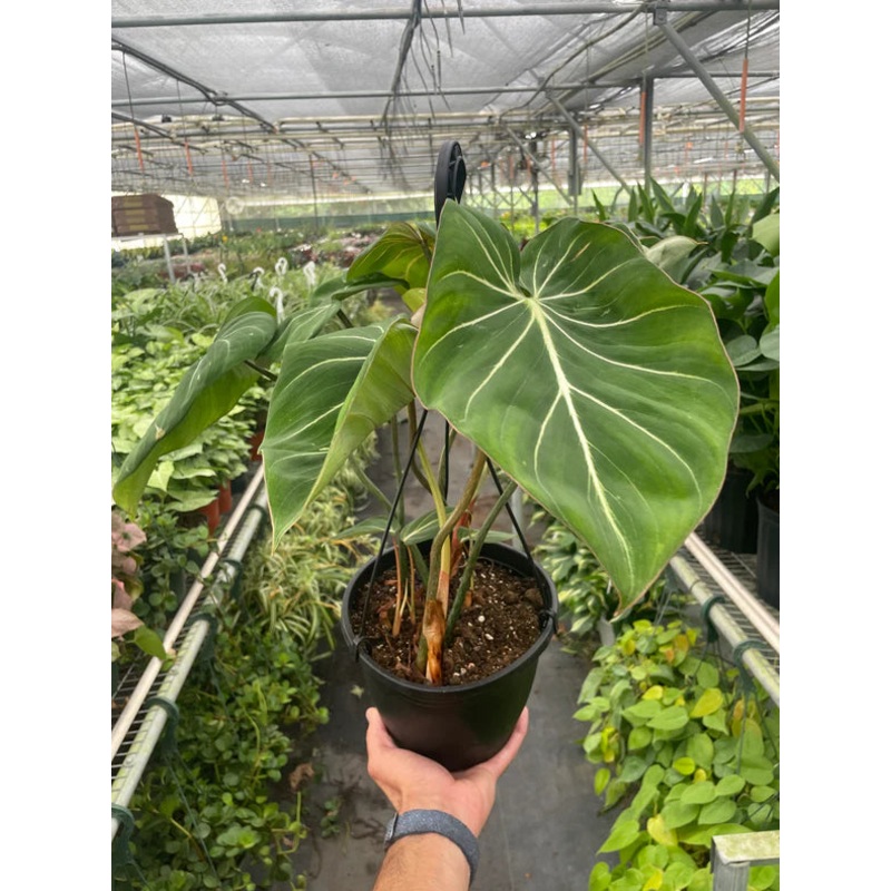 Philodendron ‘Gloriosum’
