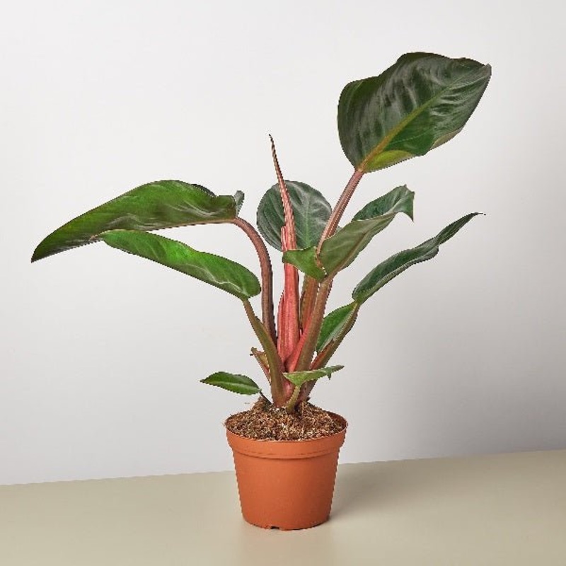 Philodendron Red Congo – Plant