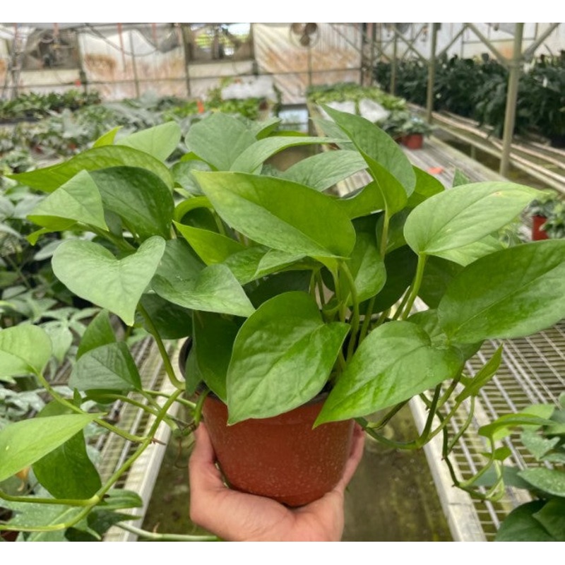 Pothos ‘Green Queen’