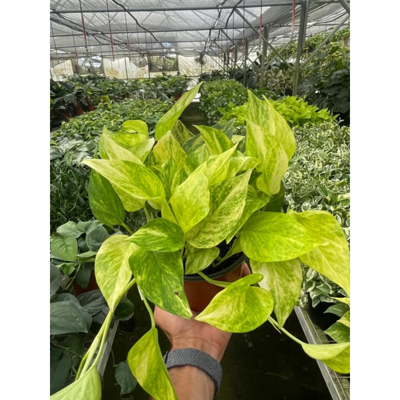 Pothos ‘Neon Queen’ 6