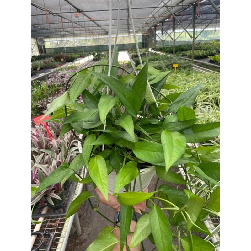 Pothos ‘Skeleton Key’ 6in