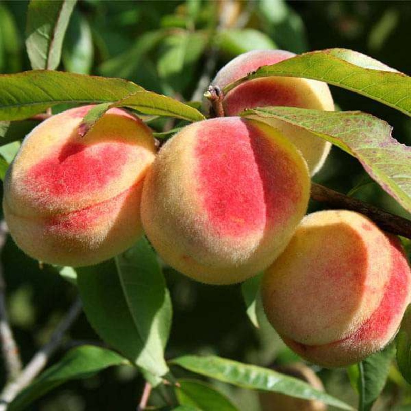 Prunus Persica, Peach – 0.5 kg Seeds