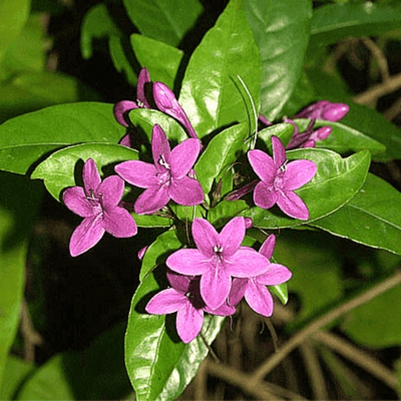 Pseuderanthemum Laxiflorum, Kodia (Purple) – Plant