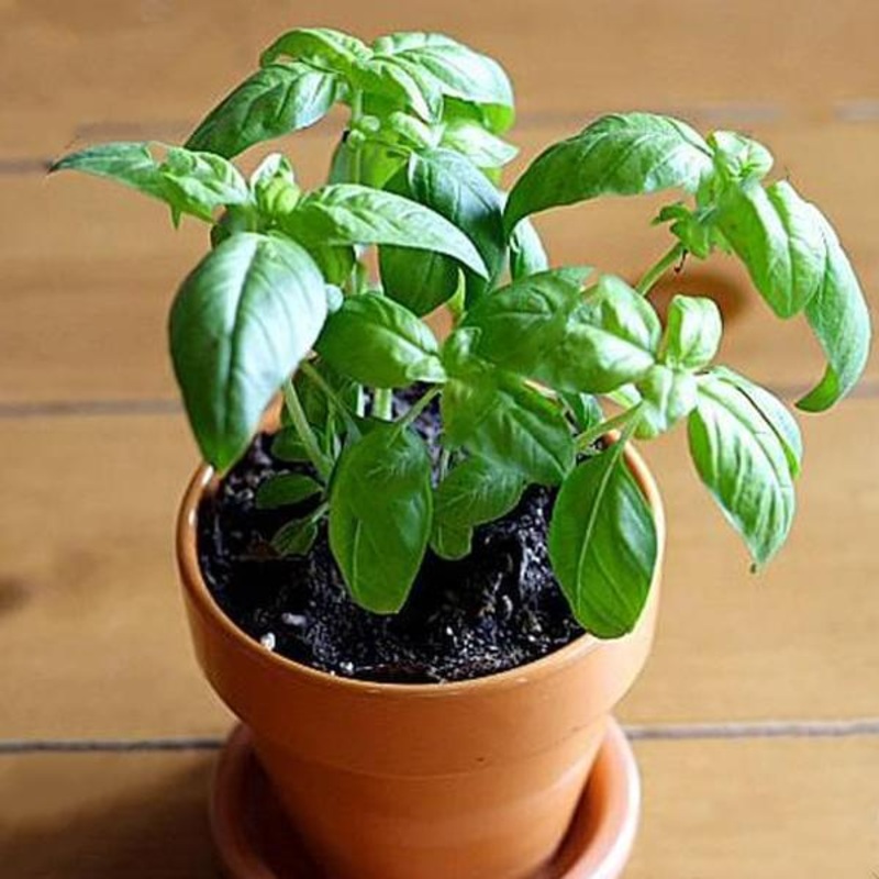 Sabja Plant, Sweet Basil, Ociumum basilicum – Plant