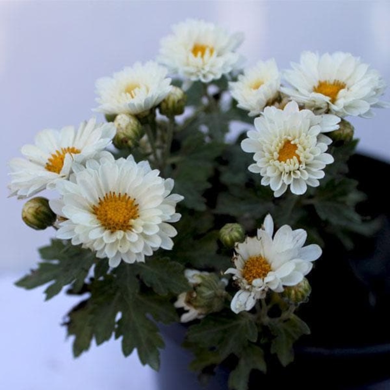 Shevanti, Chrysanthemum (sunflower white) – Plant