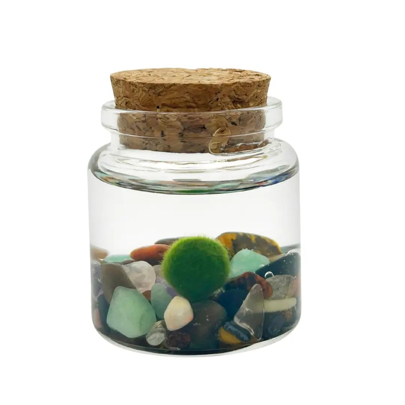 Small Rainbow Moss Ball Terrarium