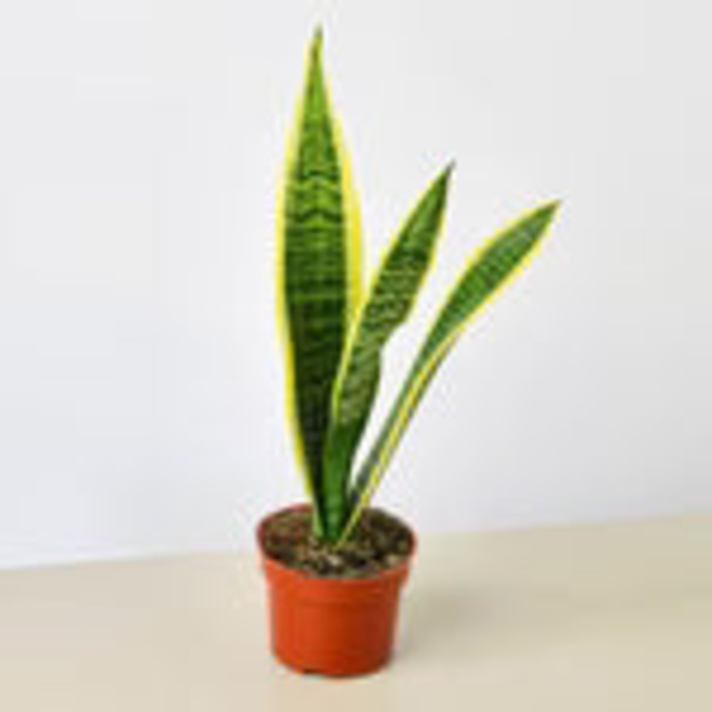 Snake Plant ‘Laurentii’ 4