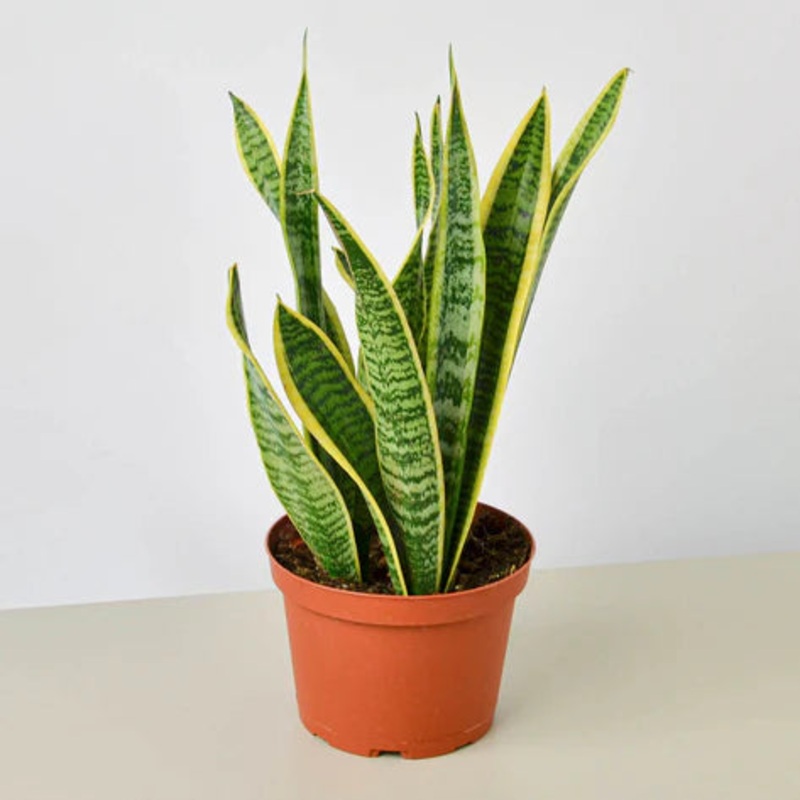 Snake Plant ‘Laurentii’ 6