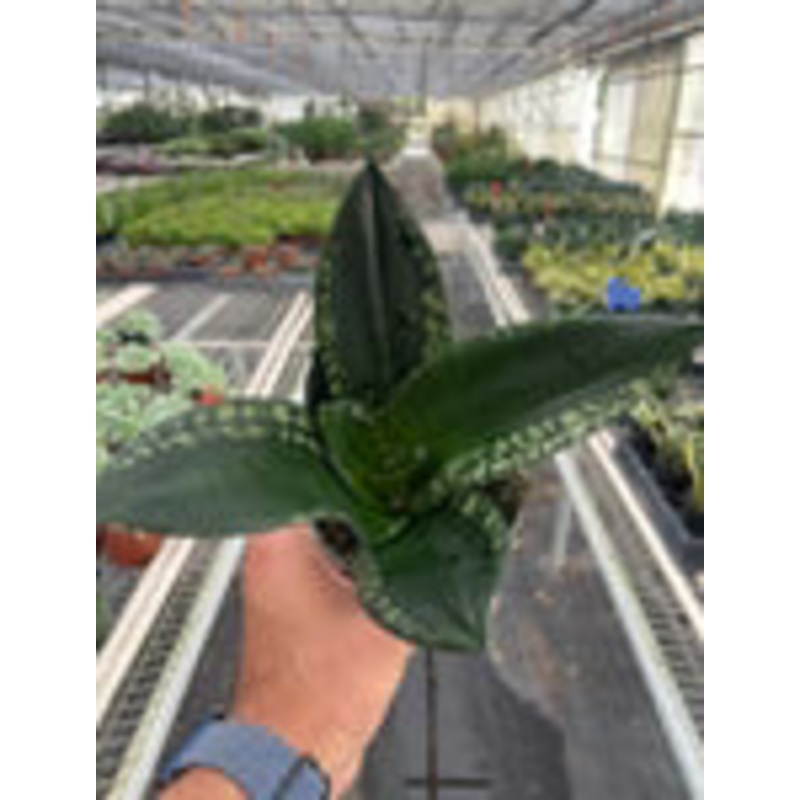 Snake Plant ‘Whitney’ 6