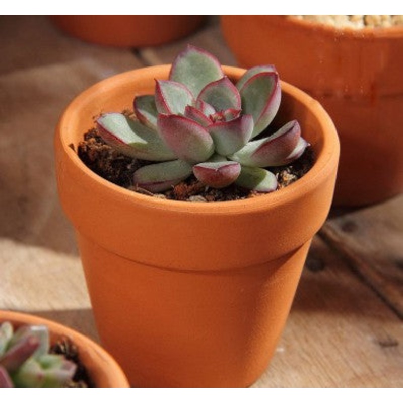 Succulent Terracotta Potted Variety 4
